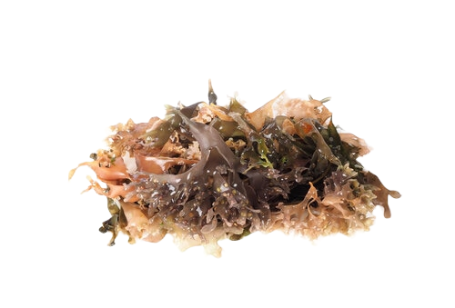 chondrus crispus edible seaweed